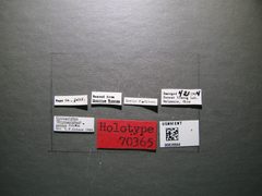 Urosigalphus pardus by the Smithsonian. Used under a CC0 license.