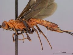 Vipio chinensis by the Smithsonian. Used under a CC0 license.