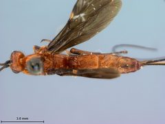 Vipio chinensis by the Smithsonian. Used under a CC0 license.
