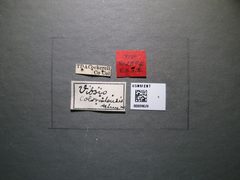 Vipio coloradensis by the Smithsonian. Used under a CC0 license.