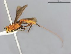 Vipio coloradensis by the Smithsonian. Used under a CC0 license.