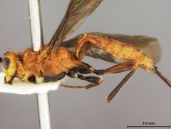 Vipio coloradensis by the Smithsonian. Used under a CC0 license.