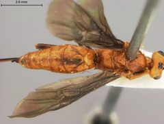 Vipio coloradensis by the Smithsonian. Used under a CC0 license.