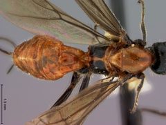 Vipio moneilemae by the Smithsonian. Used under a CC0 license.