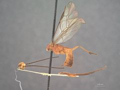 Zele rosenbergi by the Smithsonian. Used under a CC0 license.