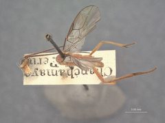 Zele rosenbergi by the Smithsonian. Used under a CC0 license.
