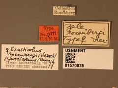 Zele rosenbergi by the Smithsonian. Used under a CC0 license.