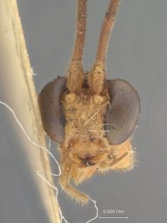 Zele rosenbergi by the Smithsonian. Used under a CC0 license.