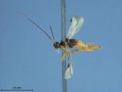 Zele terminalis by the Smithsonian. Used under a CC0 license.