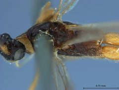 Zele terminalis by the Smithsonian. Used under a CC0 license.