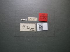 Zele terminalis by the Smithsonian. Used under a CC0 license.
