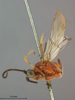 Zelomorpha arizonensis by the Smithsonian. Used under a CC0 license.