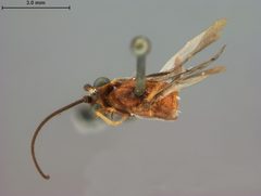 Zelomorpha arizonensis by the Smithsonian. Used under a CC0 license.