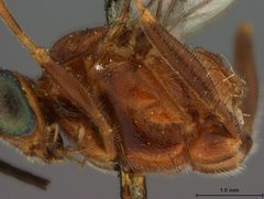 Zelomorpha arizonensis by the Smithsonian. Used under a CC0 license.