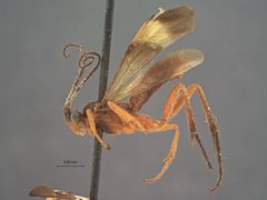 Zelomorpha melanota by the Smithsonian. Used under a CC0 license.