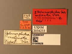 Zelomorpha melanota by the Smithsonian. Used under a CC0 license.