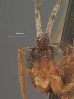 Zelomorpha melanota by the Smithsonian. Used under a CC0 license.