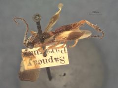 Zelomorpha melanota by the Smithsonian. Used under a CC0 license.