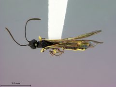Calameuta middlekauffi by the Smithsonian. Used under a CC0 license.