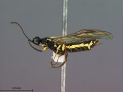 Calameuta middlekauffi by the Smithsonian. Used under a CC0 license.