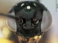 Calameuta middlekauffi by the Smithsonian. Used under a CC0 license.