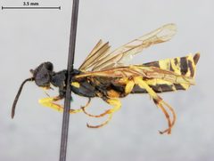 Cephus graenicheri by the Smithsonian. Used under a CC0 license.