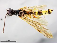 Cephus graenicheri by the Smithsonian. Used under a CC0 license.