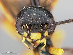 Cephus graenicheri by the Smithsonian. Used under a CC0 license.
