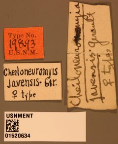 Ceraphron javensis by the Smithsonian. Used under a CC0 license.