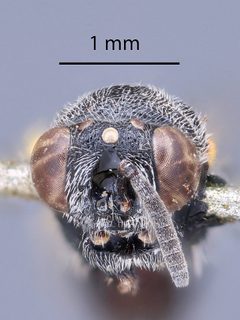 Brachymeria (Neobrachymeria) ghani by the Smithsonian. Used under a CC0 license.