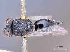 Brachymeria (Neobrachymeria) ghani by the Smithsonian. Used under a CC0 license.