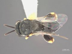 Brachymeria molestae by the Smithsonian. Used under a CC0 license.
