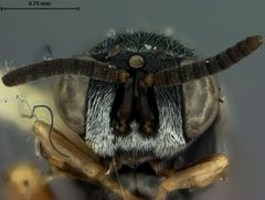 Chalcis argentifrons by the Smithsonian. Used under a CC0 license.