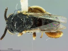 Chalcis argentifrons by the Smithsonian. Used under a CC0 license.