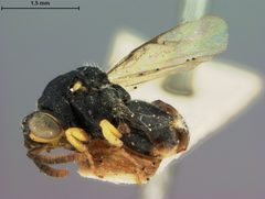 Chalcis flavipes by the Smithsonian. Used under a CC0 license.
