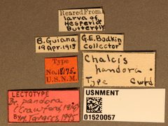 Chalcis pandora by the Smithsonian. Used under a CC0 license.