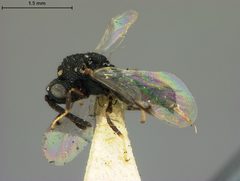 Chalcis tarsalis by the Smithsonian. Used under a CC0 license.