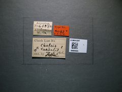 Chalcis tarsalis by the Smithsonian. Used under a CC0 license.