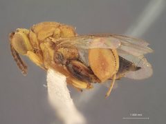 Conura belti by the Smithsonian. Used under a CC0 license.
