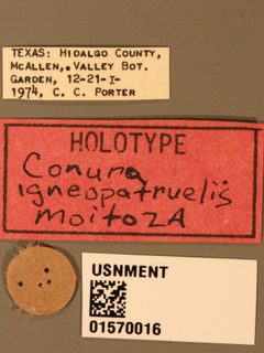 Conura igneopatruelis by the Smithsonian. Used under a CC0 license.