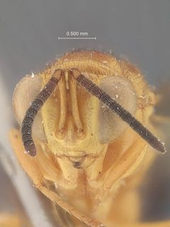 Conura igneopatruelis by the Smithsonian. Used under a CC0 license.