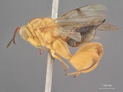 Conura igneopatruelis by the Smithsonian. Used under a CC0 license.