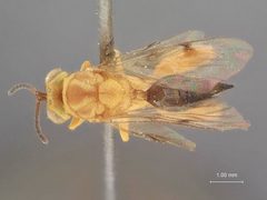 Conura igneopatruelis by the Smithsonian. Used under a CC0 license.