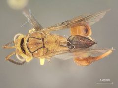 Conura pilosipartis by the Smithsonian. Used under a CC0 license.