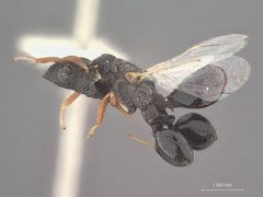Dirhinus lucilliae by the Smithsonian. Used under a CC0 license.