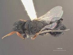 Dirhinus lucilliae by the Smithsonian. Used under a CC0 license.