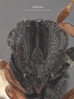Dirhinus lucilliae by the Smithsonian. Used under a CC0 license.