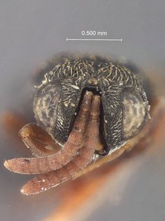 Dirhinus pusillus by the Smithsonian. Used under a CC0 license.