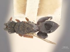 Dirhinus pusillus by the Smithsonian. Used under a CC0 license.