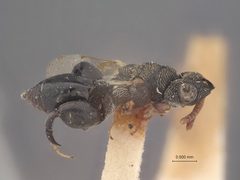 Dirhinus pusillus by the Smithsonian. Used under a CC0 license.